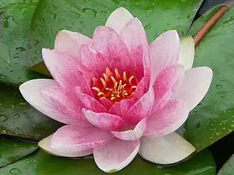 Waterlily