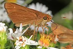 Panoquina ocola (ocola skipper) Adult, ventral view of wings.