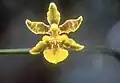Florida orchid