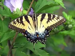 Papilio glaucus (eastern tiger swallowtail) Adult female, dorsal view of wings.