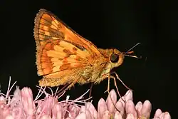 Polites peckius (Peck's skipper) Adult, ventral view of wings.