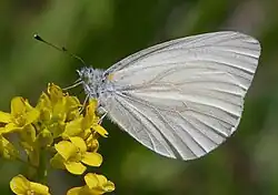 Pieris virginiensis (West Virginia white) Adult, ventral view of wings.