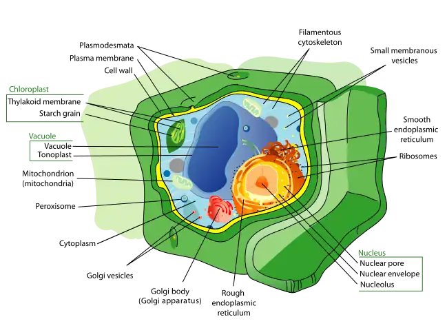 Plant cell structure-en 700px