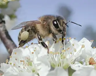 Honeybee collecting pollen from a plum blossom