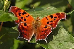 Polygonia interrogationis (question mark) Adult, dorsal view.