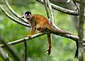 Central American Squirrel Monkey