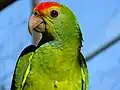 Parrot