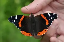 Vanessa atalanta (red admiral) Adult, dorsal view.