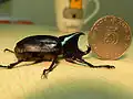 Rhinoceros beetle and a coin