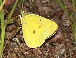 Colias eurytheme (orange sulphur) Adult, ventral view of wings.
