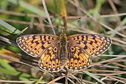 Boloria selene (silver-bordered fritillary) Adult female, dorsal view.