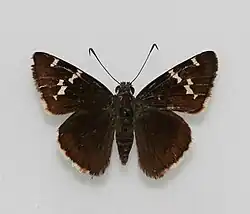 Thorybes bathyllus (southern cloudywing) Adult, dorsal view.