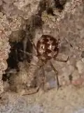 Cob-web Spider ( Steatoda triangulosa )