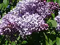 Syringa vulgaris 'Mme. Francisque Morel'