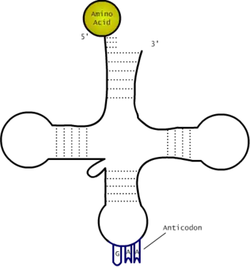 A sucky diagram of a tRNA molecule