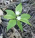 Starflower