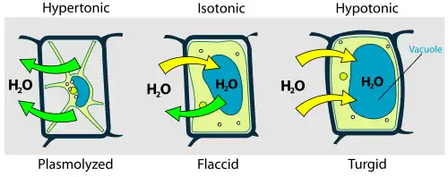 Plasmolysis in plants.