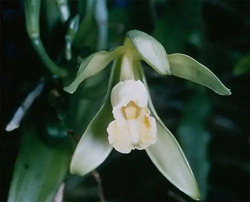 vanilla flower
