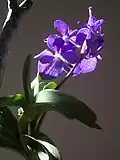 Blue orchid