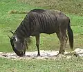 Wildebeest