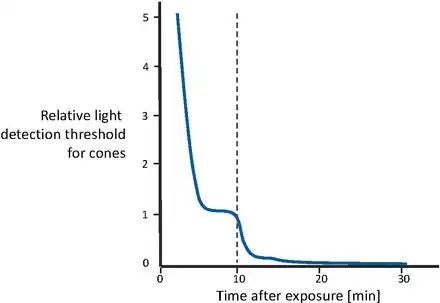Dark adaptation. During the first 10 minutes (i.e. to the left of the dotted line), sensitivity recovery is done by the cones. After the first 10 minutes (i.e. to the right of the dotted line), rods outperform the cones. Full sensitivity is recovered after approximately 30 minutes.