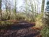 Carpenter's Wood