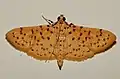 Conogethes punctiferalis
