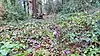Farley Copse