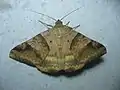 Mocis undata