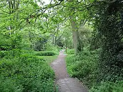 Holt Copse
