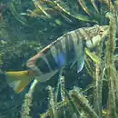 Serranus scriba