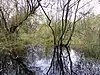 The Marshes