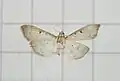 Herpetogramma basalis