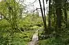 Welsh Wood