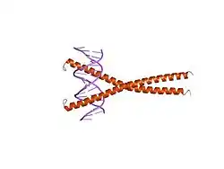 1gtw: CRYSTAL STRUCTURE OF C/EBPBETA BZIP DIMERIC BOUND TO A DNA FRAGMENT FROM THE TOM-1A PROMOTER