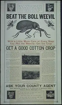 "Beat the boll weevil..." (U.S. Food Administration, Educational div., Advertising section, 1918–1919)