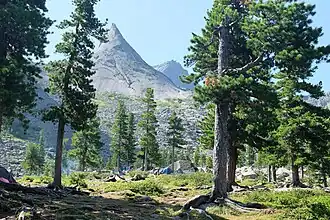 Pinus sibirica in Ergaki, Ermakovskiy district