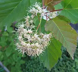 Flowers; Saratov, Russia
