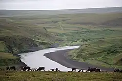 Reindeer on the banks of the Kara River