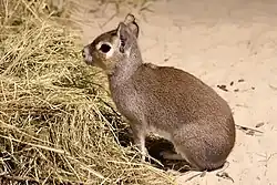 Brown long-legged cavy