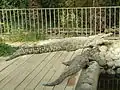 Nile crocodile