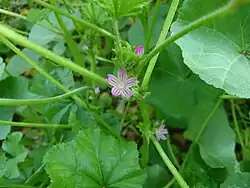 Cheeseweed, Behbahan