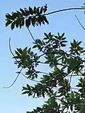 Branches and leaves