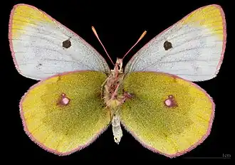 Colias phicomone, female
