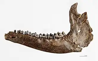 Dorcatherium guntianum Left Hemi Mandible MHNT
