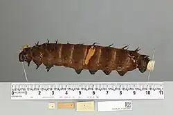 O. p. poseidon, larva