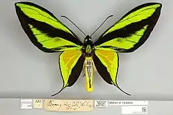Ornithoptera paradisea male, dorsal view