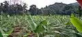 Vegatative stage Myndoli Banana plants at 3-4 months