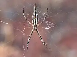 Ventral view — note strong bands of colour on legs