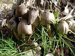 Coprinopsis romagnesiana